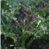 Broccoli (sprouting purple) ~ SanteeF1