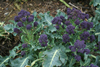 Broccoli (sprouting purple) ~ Red Admiral F1