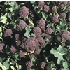 Purple sprouting broccoli programme