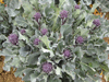 Purple sprouting broccoli ~ Red Fire (August)