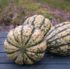 Squash ~ Harlequin F1 (Late May)