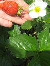 Strawberry ~ Elan F1 (Late May)