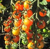 Tomato ~ Sungold F1