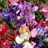 Sweet Pea Collection