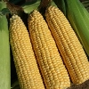 Sweetcorn ~ Goldcrest (Late May)