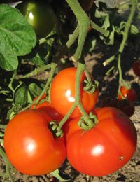 Grafted Tomato ~ Crimson Crush 