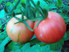 Tomato ~ Darby Pink-Yellow Striped