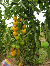 Grafted Tomato ~ Dorada