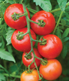 Blight-tolerant Outdoor Tomato Collection (April)