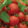 Grafted Blight-tolerant Outdoor Tomato Collection