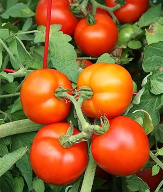 Grafted Tomato ~ 232x Beefsteak