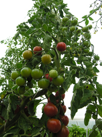 Grafted Tomato ~ Primavera