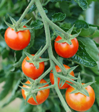 Grafted Tomato ~ Resi