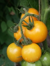 Tomato ~ Sundrop