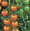 Tomato ~ Sungold F1