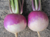 Turnip ~ Sweetbell (June)