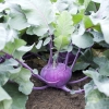 Kohl Rabi (purple) ~ Uzka  (August)