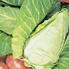 Cabbage ~ Wheeler's Imperial (October) Cabbage ~ Wheeler's Imperial (October)