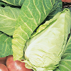 Cabbage ~ Wheeler's Imperial (November)