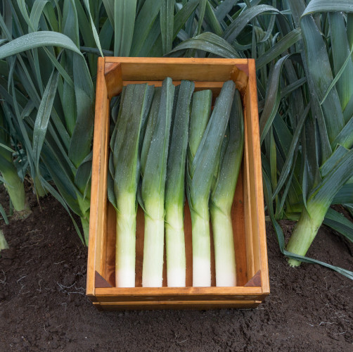 Leeks ~ Jolant (April)